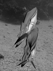 Two friendly batfish at El Quseir , taken with Canon G10 by Beate Seiler 